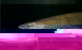 A file picture of a Bronze Whaler.