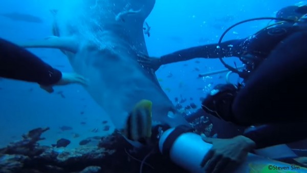 Fiji shark attack tiger shark attack.jpg