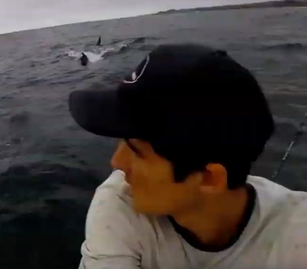 Bradley Beamish Shark Attack 1.png