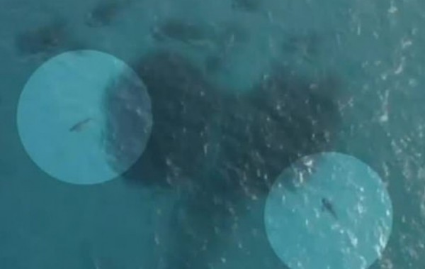 Three sharks (two pictured) were found feeding on a human corpse during the search for a diver who was mauled to death by a great white